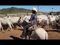 ROTINA NA FAZENDA! Tiramos o leite e depois foi puxado na apartação do gado.