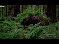 Natural Forest Sounds – ASMR | Our Green Planet | BBC Earth