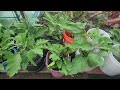 My garden vegetable video sharing