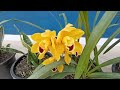 Dancing Doll flower care & propagation & cutting All Tips Other Balcony garden & flower Update