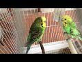 Answering top 10 google questions about budgies!