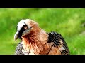 Bearded Vulture Facts: a BIRD that EATS BONES | Animal Fact Files