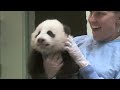 Unbearably Cute Panda Cub Exam Compilation