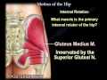 Anatomy of Movement Of The Hip - Everything You Need To Know - Dr. Nabil Ebraheim