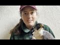 The Peregrine Falcon: A Micro-Documentary