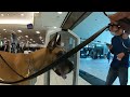 Cash 2.0 Great Dane visits an indoor shopping mall 1