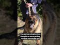 Funny Dog Videos 1