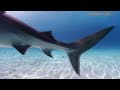 Dream Odyssey - Beautiful Nature - Vol - 04 - Marine Life