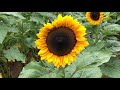 Sunflower Growing Tips