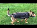 Shield by Northmate - High Quality Rain & Snow Jacket for Dogs