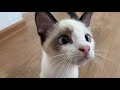 The Funniest Golden Retriever and Cutest Kitten - Amazing Friendship