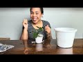 SOIL/WATER TO PON| Let’s CHAT + REPOT| Root pests? Self Watering Pots?| Philodendron, Monstera &more