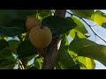 Planting Tissue Culture Fruit Trees | Benefits Of Honey Berries