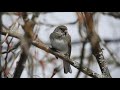 Dark Eyed Junco