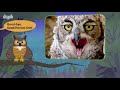 Meet the Animals 44 min | Shark, Alligator, Cheetah, Fox, Bear, Gorilla | Educational Videos