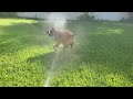 Maple vs Sprinklers