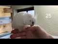 Why Cockatiels Make Great Pets!