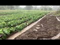 My Farm getting drenched by the Sudden rainstorms