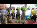 TIPS MUDAH MEMBUAT BONSAI KELAPA DARI AWAL SAMPAI JADI BAGUS /Easy way make coconut bonsai