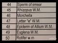 List of microscope slides available for video suggestion.