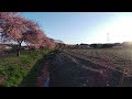 新川千本桜