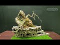 How to connect rocks for bonsai on the rock |  Make a premna bonsai on the rock