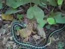 Snake Eating Toad