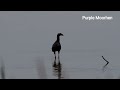 Birds by the lake side | Common Kingfisher |  Wetland Birds | Relaxing Nature video Nalsarovar lake
