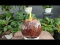 CARA AWAL MEMBUAT BONSAI KELAPA ORI AKAR TIDAK TEMBUS