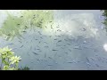 Relaxing Fish in Beautiful Pond with background NATURAL SOUNDS - Study, meditate, pray, relax