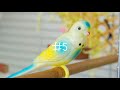 Amazon MUST HAVES for Your Pet Bird