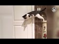 Pet Escape Artists | Funny Pet Video Compilation | The Pet Collective