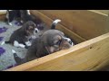 CUTE! 3 weeks old BEAGLE PUPPIES HOWLING