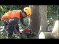 disaster anticipation..!! cut down cottonwood trees on the side of the road which is dangerous