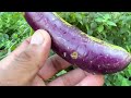 Use these simple ways: to growing eggplant​ tree from eggplants fruit to have more fruit 100%