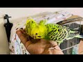 Happy budgies playing clip compilation to watch with your pets, cat tv #budgies #parakeet #parrot