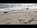 Loggerhead MLC Sea Turtle release