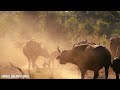 4K African Wildlife: Dorob National Park, Namibia, Relaxation Film With Real Sounds