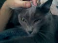 Best head scratch ever with Merlin the Cat