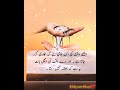 New Aqwal e Zareen in urdu 🌺👍🌹💯/Best urdu quotes /Islamic Quotes /Golden Words