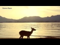 4K 宮島と厳島神社 ltsukushima Shrine Miyajima Hiroshima Trip Japan 広島 観光 旅行 宮島 安芸   観光名所 日本三景 大鳥居 瀬戸内海