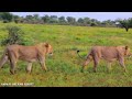 Our Planet | 4K African Wildlife - Great Migration from Gombe Stream National Park to Maasai Mara #3