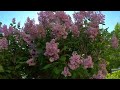 Close up of bees pollinating