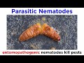 Phylum Nematoda Part 1: Introduction to the Roundworms