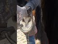 Hoof Trimming #horseshoeing #viral #hooves #newshoes #animals #shoeingvibes #hooftrimming #youtube