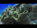 Palencar Caves & Drift dive - Cozumel Mexico