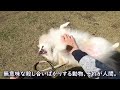 【犬と旅】鋸山をポメラニアンと散策。犬も乗れるロープウェイで楽々山頂へ。地獄のぞき～日本寺大仏まで絶景ルートを歩く【鋸山編】