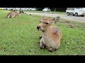 [4K] Baby Deer in Nara, Japan