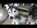 My Dog's Clones Are Here! (And They're Adorable)