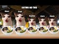 Cat Memes Compilation Roadtrip 1 Hour